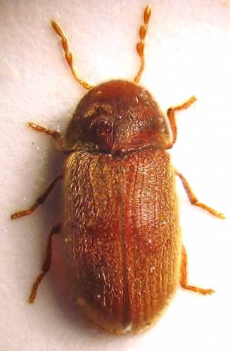 Stegobium paniceum