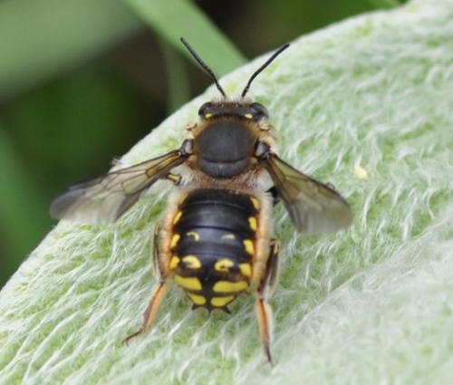 Réf. 47 734 : Anthidium manicatum