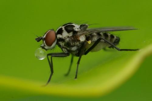 Réf. 47 101 : Anthomyia sp.