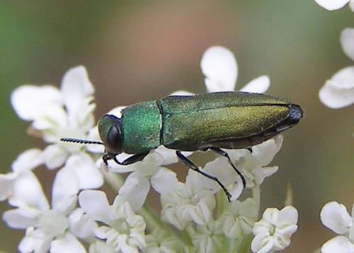 Réf. 47 976 : Anthaxia millefolii polychloros