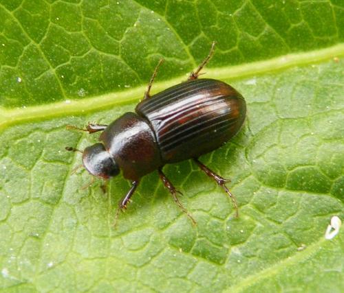 Réf. 47 580 : Agolius abdominalis abdominalis