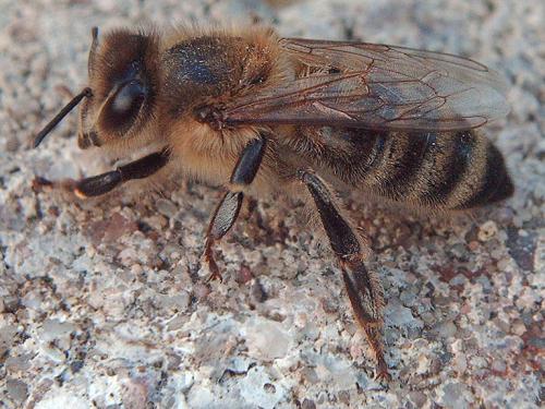 Réf. 47 279 : Apis mellifera