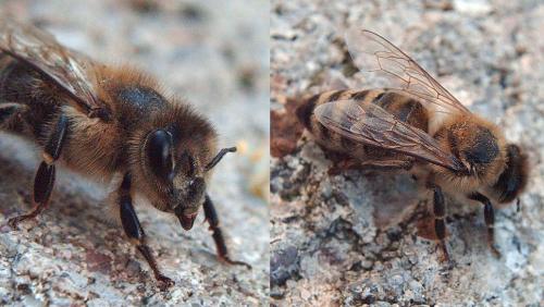 Apis mellifera