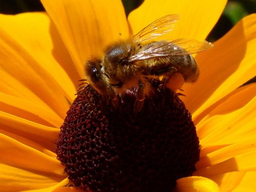 Réf. 47 754 : Apis mellifera
