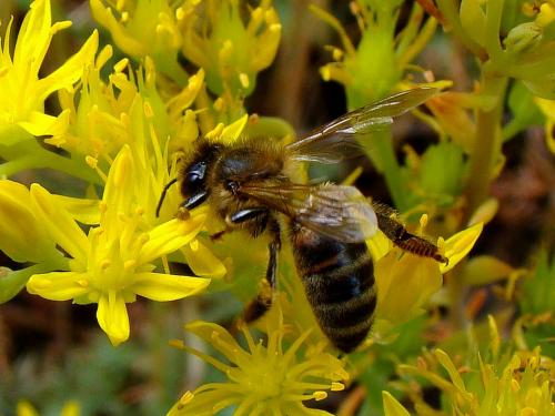 Réf. 47 755 : Apis mellifera