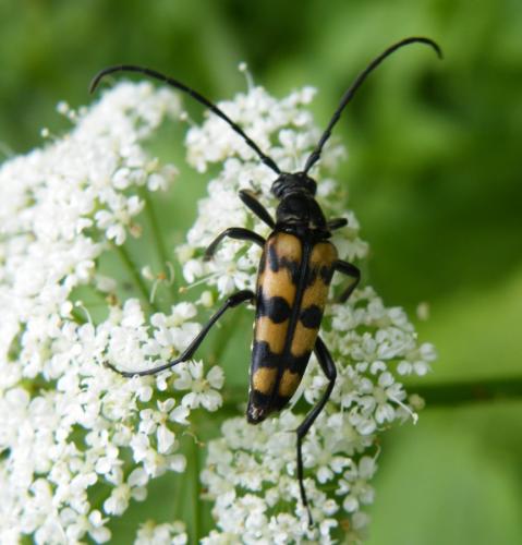 Réf. 47 511 : Leptura quadrifasciata