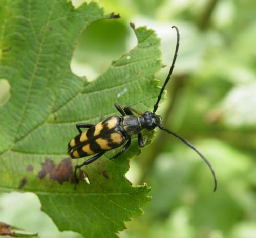 Réf. 47 513 : Leptura quadrifasciata