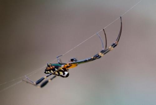 Leucauge tessellata