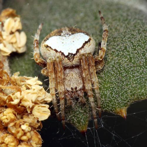 Réf. 47 781 : Neoscona subfusca