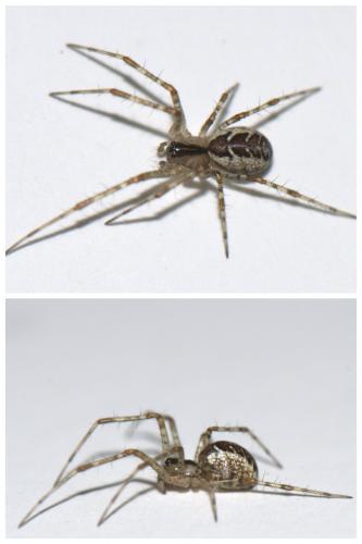 Pityohyphantes phrygianus