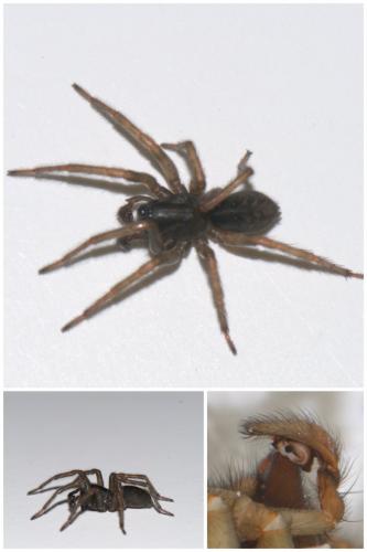 Coelotes terrestris