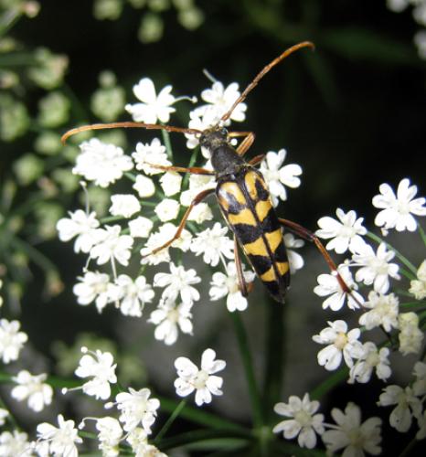 Réf. 47 136 : Leptura annularis