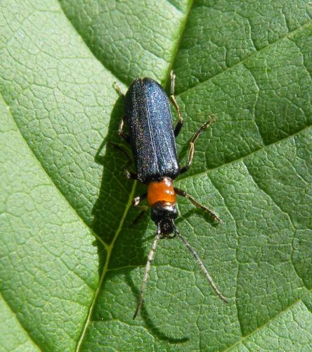 Réf. 47 690 : Anogcodes fulvicollis