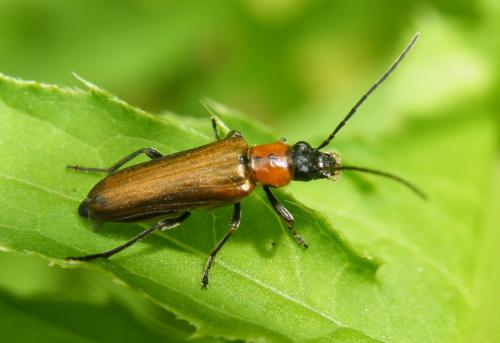 Réf. 47 697 : Anogcodes rufiventris