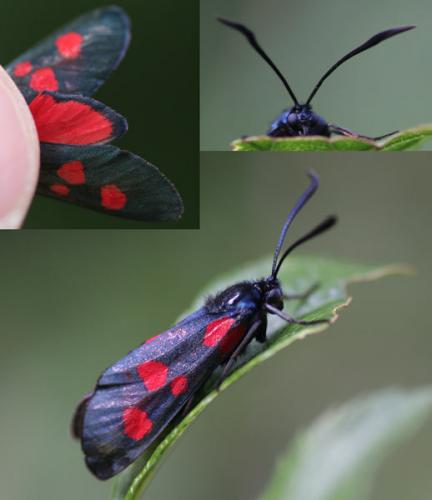 Zygaena lonicerae