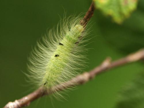 Acronicta leporina