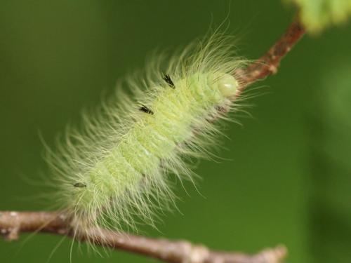 Acronicta leporina