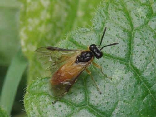 Athalia sp.