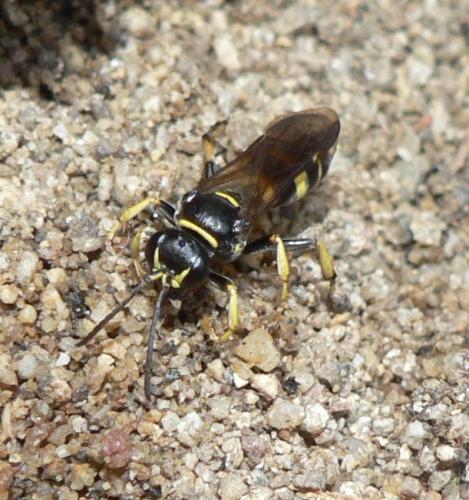 Gorytes planifrons