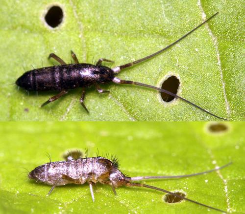 Réf. 47 929 : Pogonognathellus longicornis