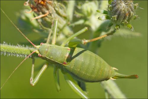Barbitistes sp.