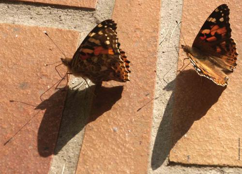 Vanessa cardui