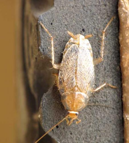 Planuncus vinzi