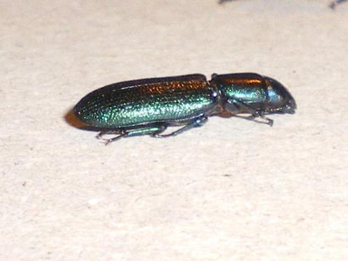Temnoscheila caerulea