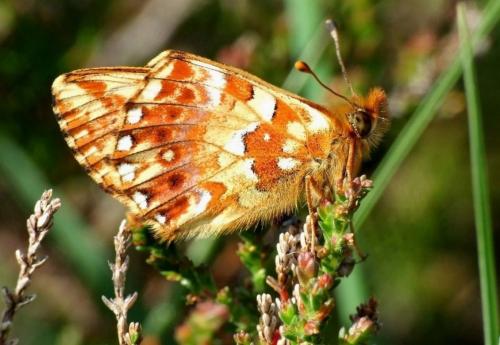 Boloria aquilonaris