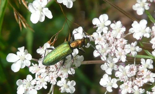 Réf. 47 705 : Chrysanthia viridissima