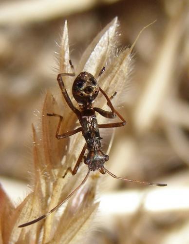 Camptopus lateralis