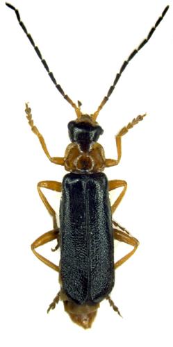 Réf. 47 423 : Cantharis flavilabris