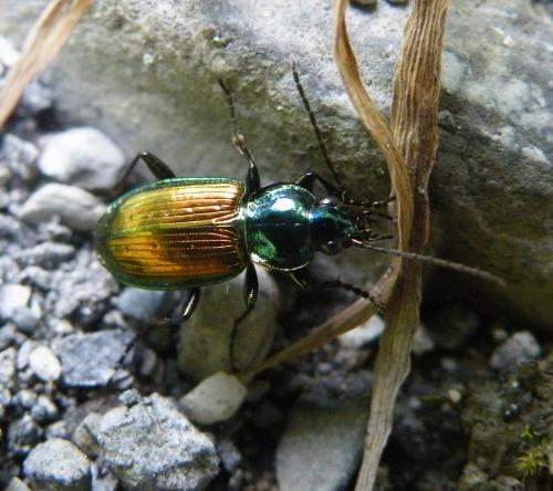 Agonum sexpunctatum