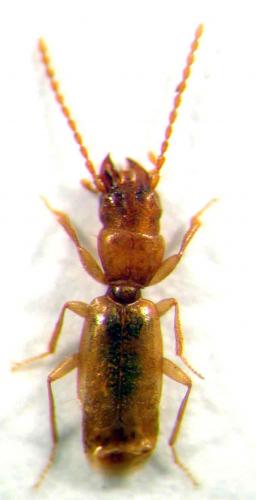 Scotodipnus fagniezi