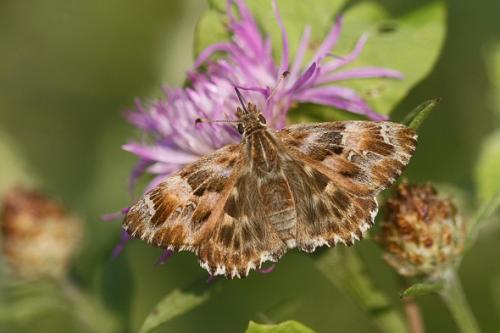 Réf. 47 064 : Carcharodus alceae