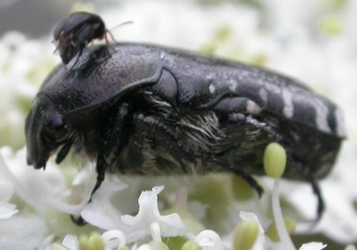 Oxythyrea funesta