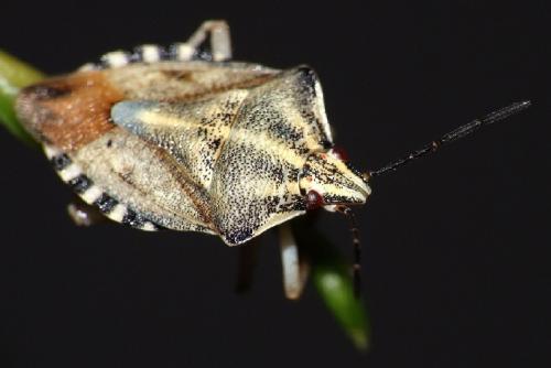 Carpocoris pudicus