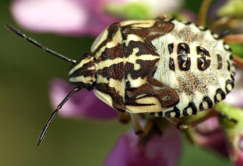 Réf. 47 839 : Carpocoris pudicus
