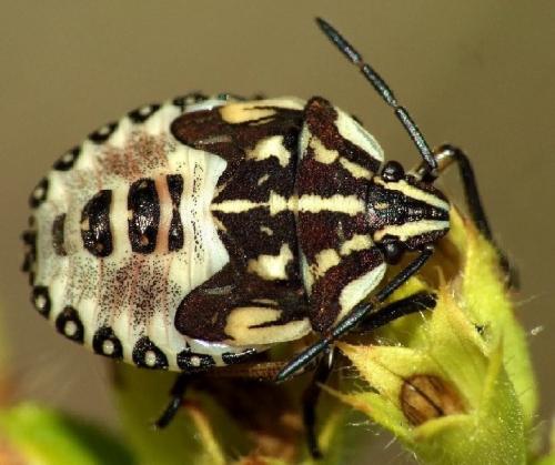 Réf. 47 435 : Carpocoris pudicus