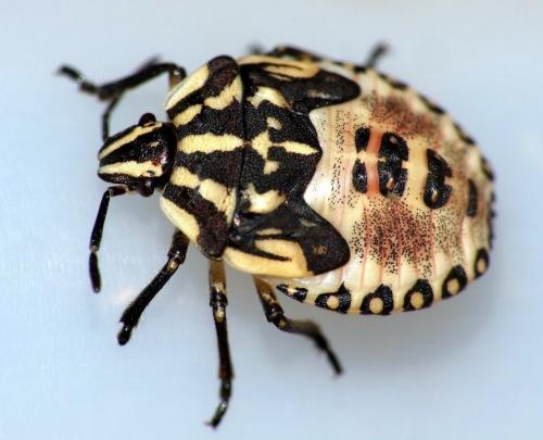 Carpocoris pudicus