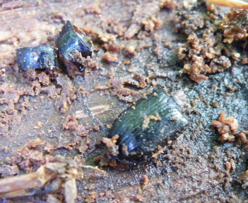 Ceruchus chrysomelinus