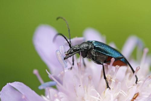 Gaurotes virginea