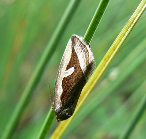 Deltote uncula