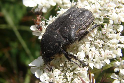 Réf. 47 088 : Netocia morio
