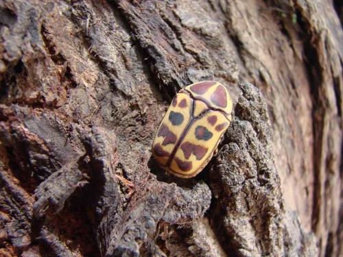 Réf. 47 208 : Pachnoda cordata tigris