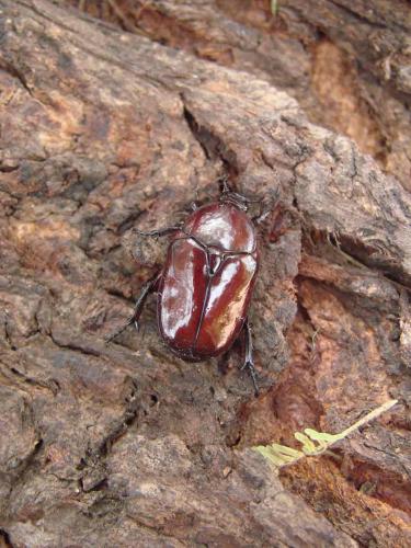 Diplognatha gagates holosericea