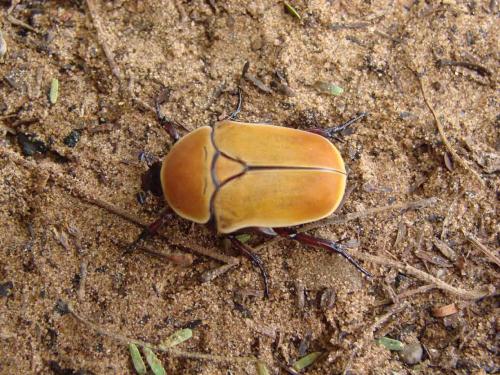Réf. 47 209 : Pachnoda marginata peregrina