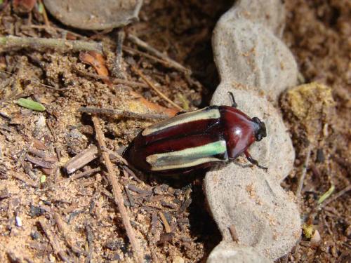 Chlorocala guerini