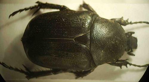 Aethiessa floralis