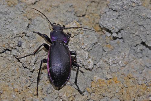 Réf. 47 757 : Carabus violaceus